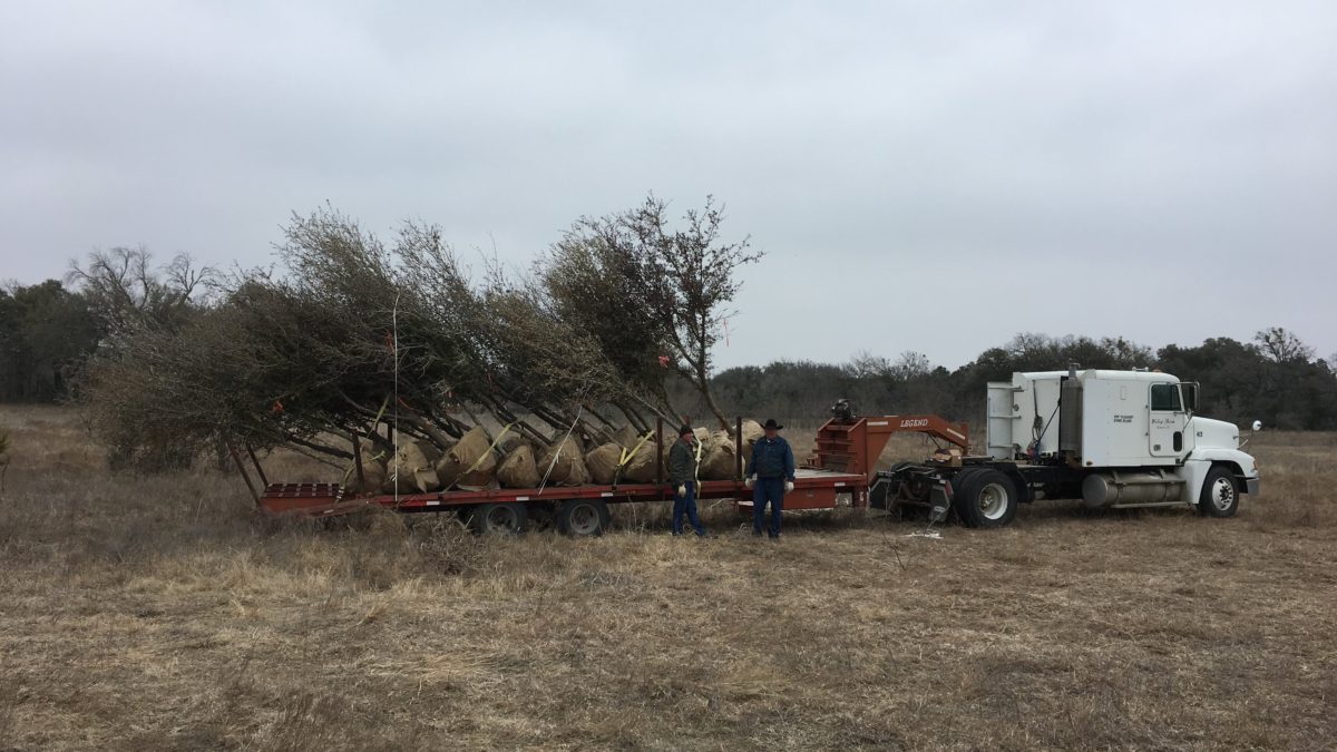 Trees loaded on trailer