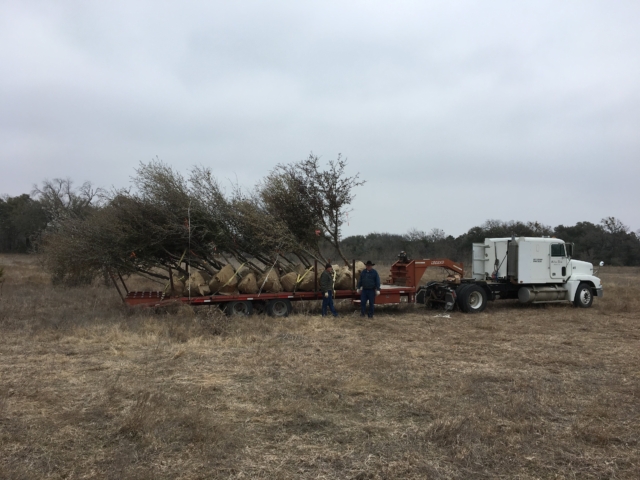 Trees loaded on trailer