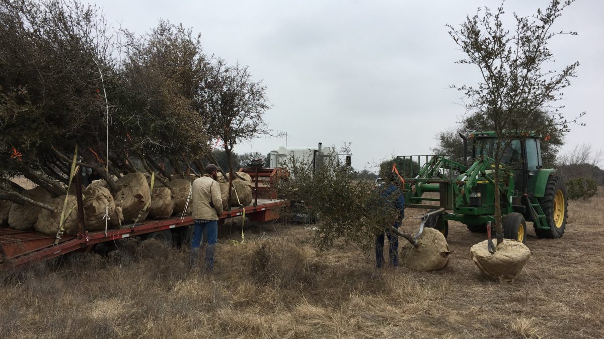 Trees going on the trailer