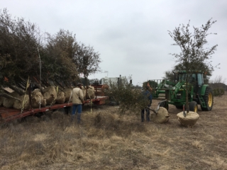 Trees going on the trailer
