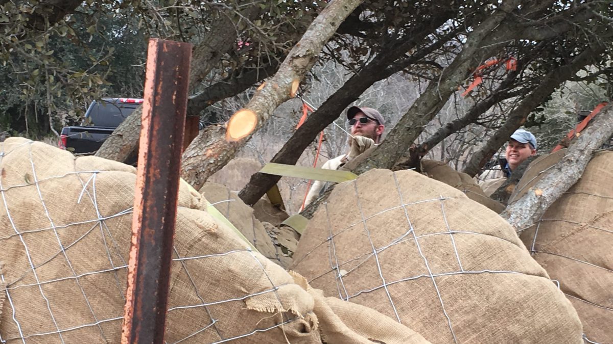 Tying down the trees