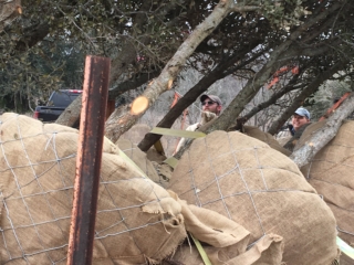 Tying down the trees